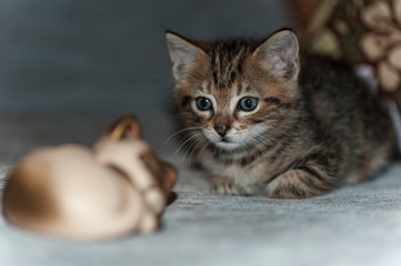cat puppy with brindle hair, play with anything