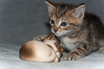 cat puppy with brindle hair, play with anything