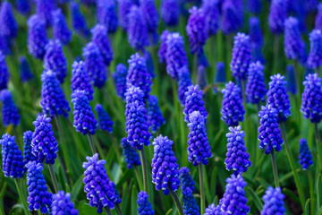 Muscari - blue Grape hyacinth. Spring flowers. Lots of Muscari armeniacum plant with blue flowers.
