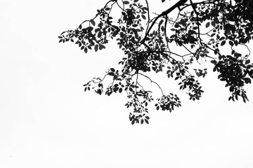 beautiful leaf tree - monochrome