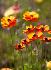 Ranunculus