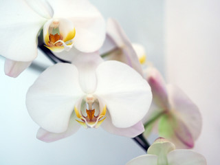 Naklejka na ściany i meble Closeup orchid flower in winter garden background