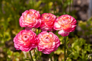 Ranunculus