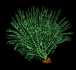 coral isolated on black background © Dmitry