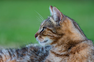 adult cat with brindle reddish hair and yellow eyes, relaxes lying on the grass