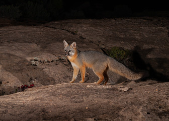 A grey fox hunts on the slickrock in the desert of Southern Utah at night. And some red flowers bloom from the cactus growing in a crack in the rock in front of it.