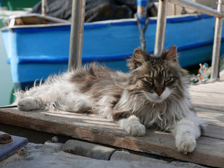bel gatto soriano al porto