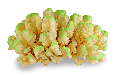 coral isolated on white background © Dmitry