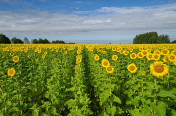 Field of sunflowers on a Sunny summer day