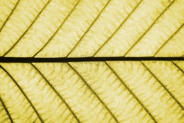 gold leaf patterns - closeup