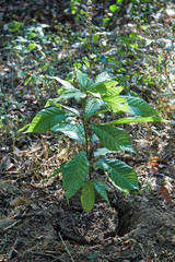 cacao tree 