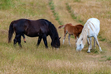 free horses graze