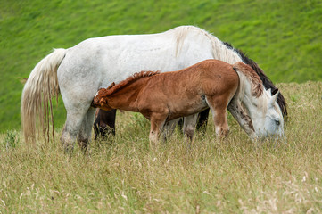 Naklejka na ściany i meble young foal sucks milk from a splendid mare with a white coat