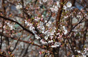 White sprig