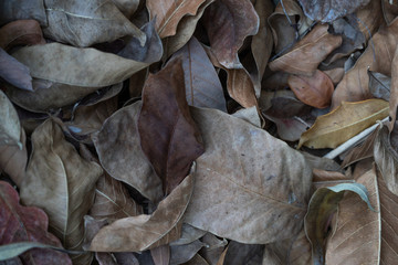 brown dry leaf