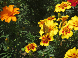 Niobe Fritillary butterfly ( argyinnis niobe or Fabriciana ) on yellow flower