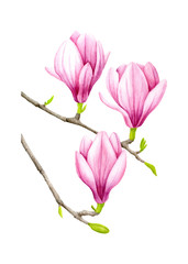 Fototapeta premium Watercolor pink magnolia flowers on a branch. Hand painted elements for design and decoration isolated on white background