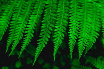 Background of beautiful green fern leaves. Close up