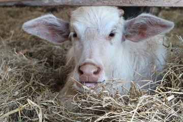 Fototapeta premium goat on farm