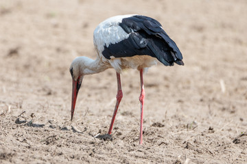 Stork feeding on fresh cultivated field.