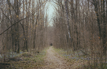 Empty pathway in spring woods Perspective view of empty walkway among trees in peaceful spring forest