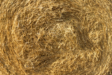 Agricultural field. Round bundles of dry grass in the field against the blue sky. farmer hay roll close up