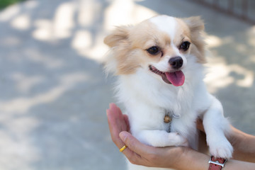 Cute dog in owner in hand.