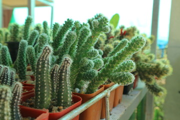 cactus in garden