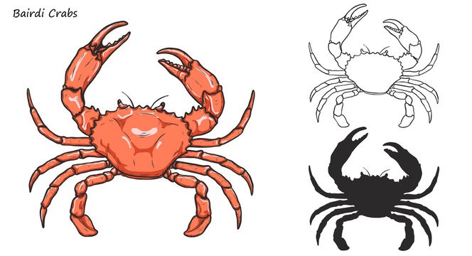 Crab vector by hand drawing.crab silhouette on white background.Bairdi Crabs art highly detailed in line art style.Animal pictures for coloring