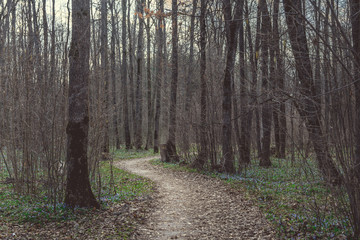 Empty pathway in spring woods Perspective view of empty walkway among trees in peaceful spring forest