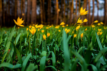 tulips in spring bloom one of the first that can be more beautiful than yellow tulips in a pine forest