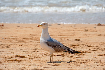 Seagull on the beach at the atlantic ocean