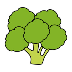 fresh broccoli vegetable icon