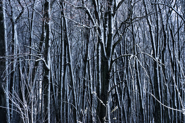 Forest in winter weather