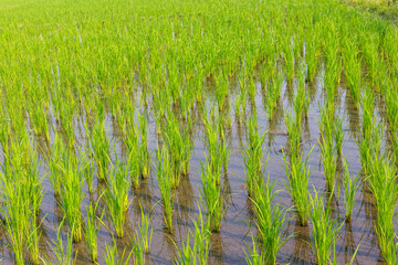 Young rice growing in the paddy field