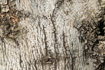Background of olive wood. Wooden background with texture of tree bark close-up.