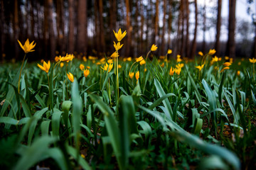 tulips in spring bloom one of the first that can be more beautiful than yellow tulips in a pine forest