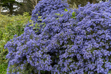 Céanothe, Lilas de Californie