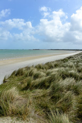 Oyat,  Ammophila arenaria, Dunes de Keremma, Site naturel protégé, Natura 2000, conservatoire du littoral, Plounevez Lochrist, Treflez, Finistère, 29 © JAG IMAGES