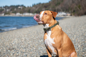 Obraz premium Mixed Breed Short Haired Dog Enjoying Winter Beach