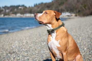 Mixed Breed Short Haired Dog Enjoying Winter Beach