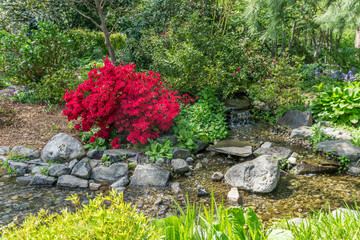 Red Flowers And Creek 4