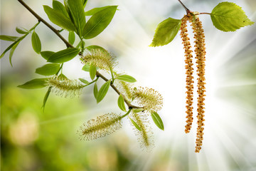 image of birch branches on a green background