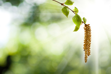 image of birch branches on a green background