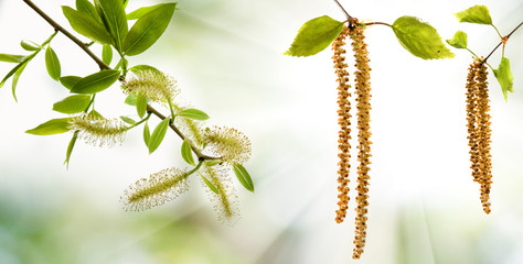image of birch branches on a green background