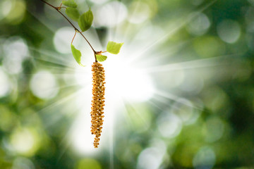 image of birch branches on a green background
