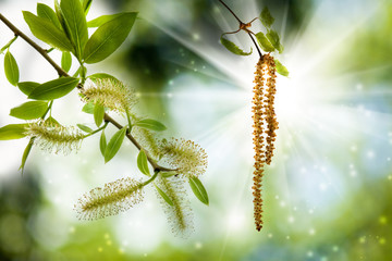 image of birch branches on a green background