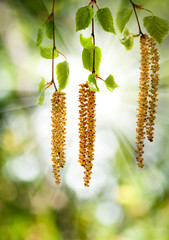 image of young sprouts on a tree branch