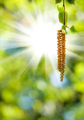image of birch branches on a green background