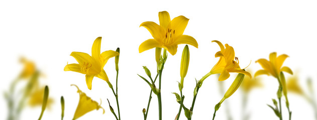  image of lily flowers close-up